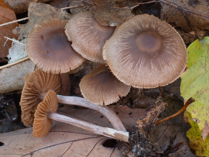 Cortinarius quercoflocculosus